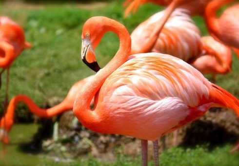 Flamingo