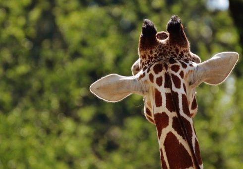 Giraffe