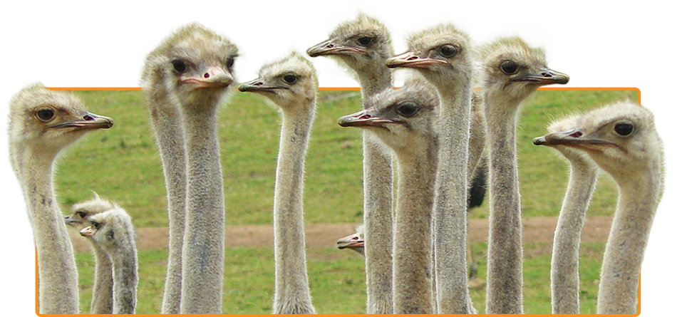 ostrich