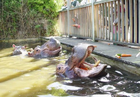 Hippopotame