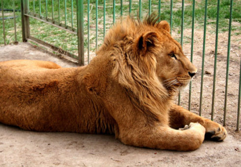 Lion