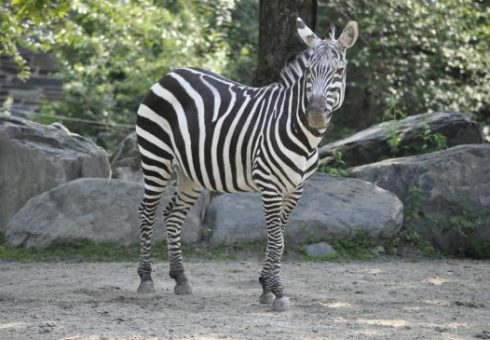 Zebre