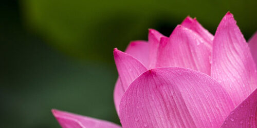 lotus-pink-nature-flowers-39315-600-par-250