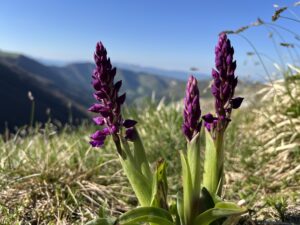 Dactilorhyza sambucina