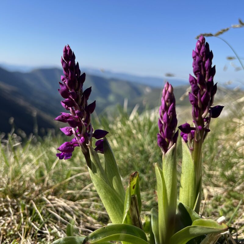 Sortie botanique du 6 mai 2026